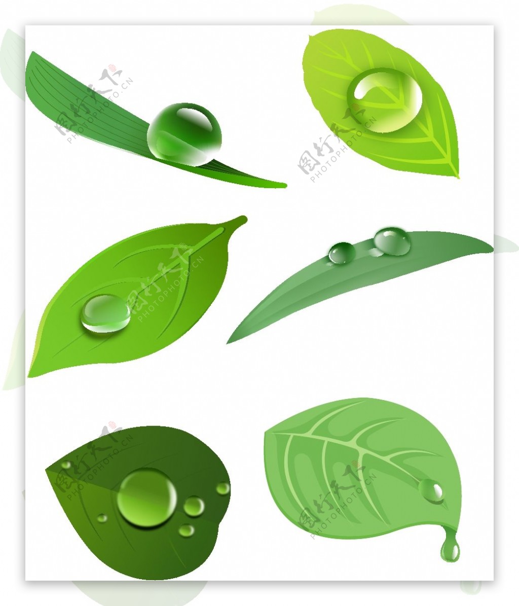白露粘露珠的绿植矢量设计元素