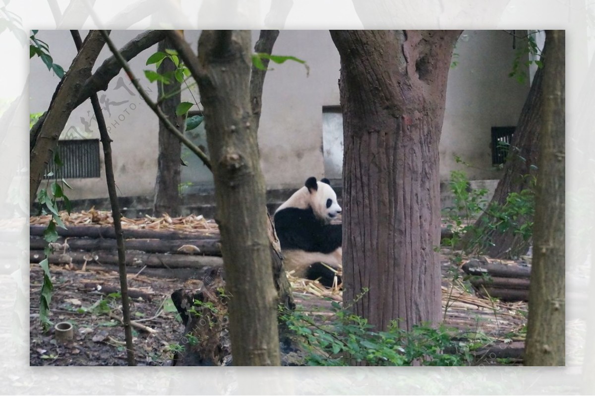 大熊猫1