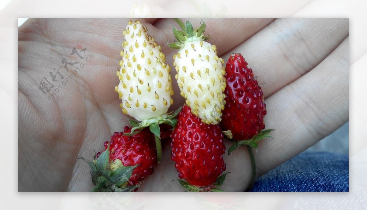 高山草莓