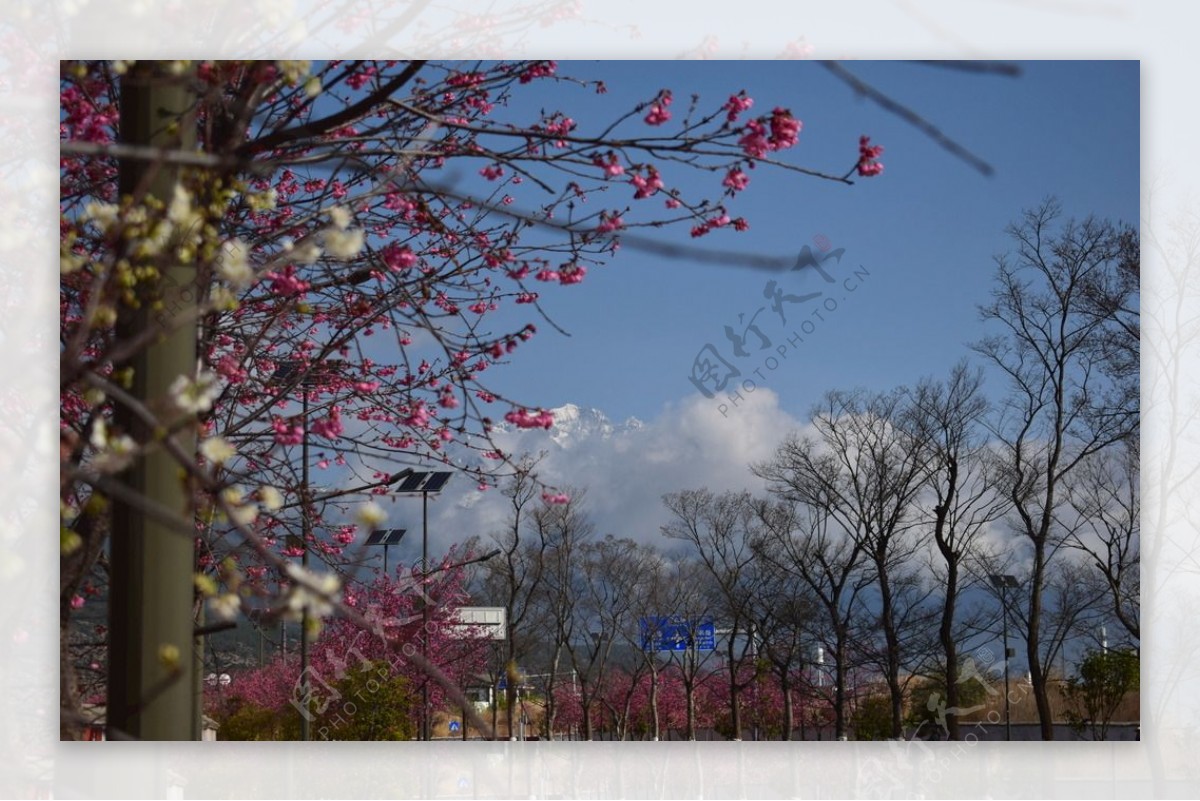 春天樱花电脑壁纸图片风景动漫