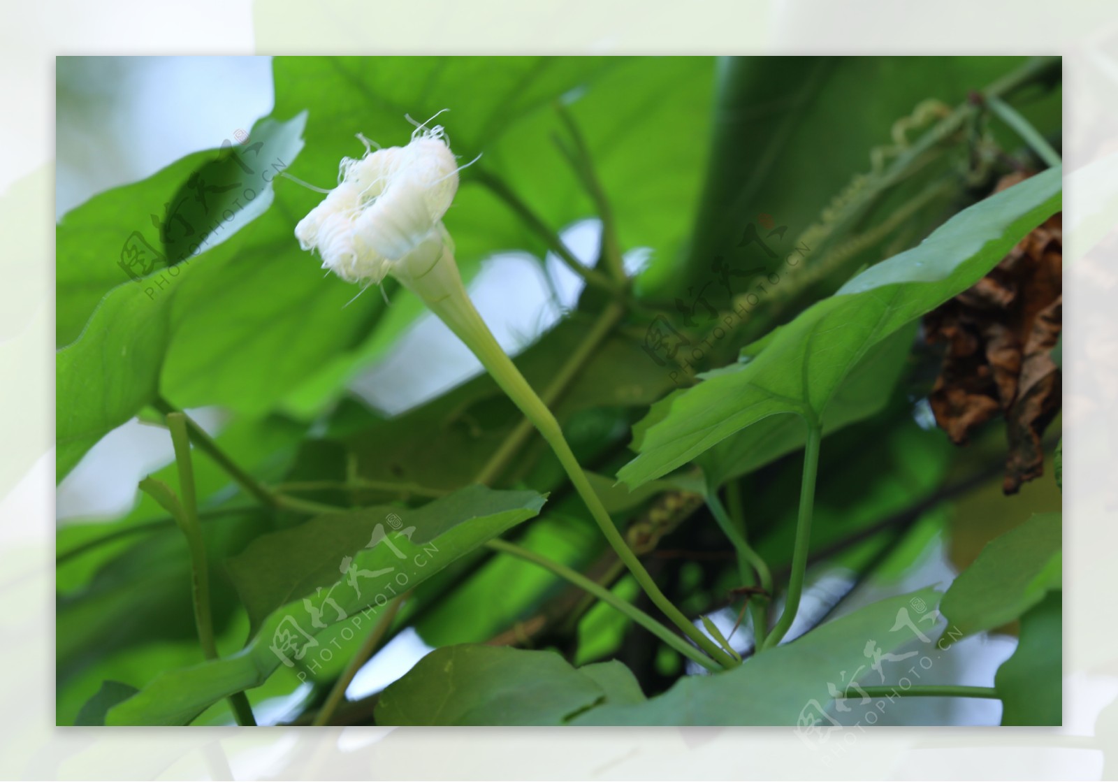 瓜蒌花儿