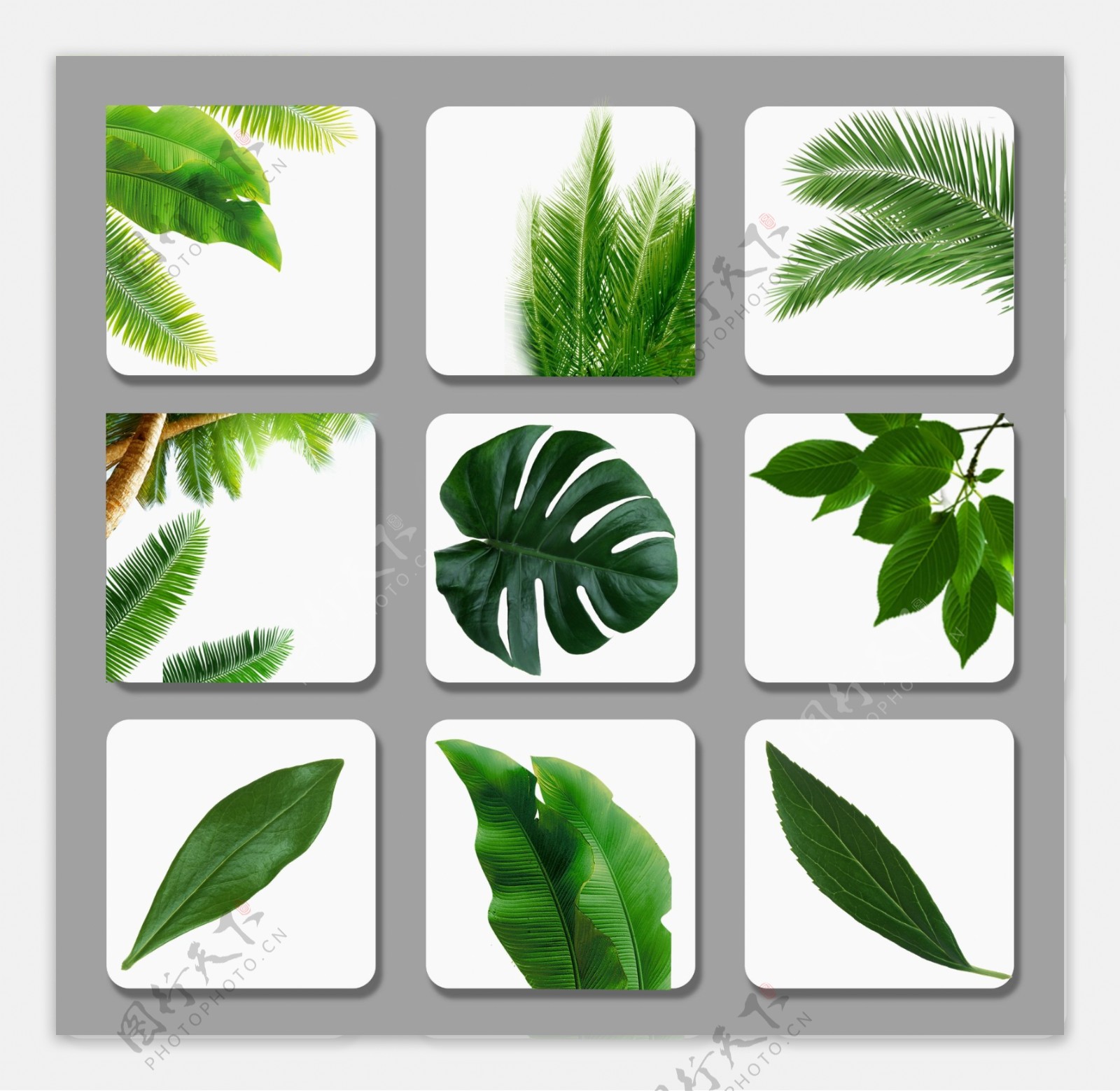 叶子植物元素抠图透明淘宝主图海