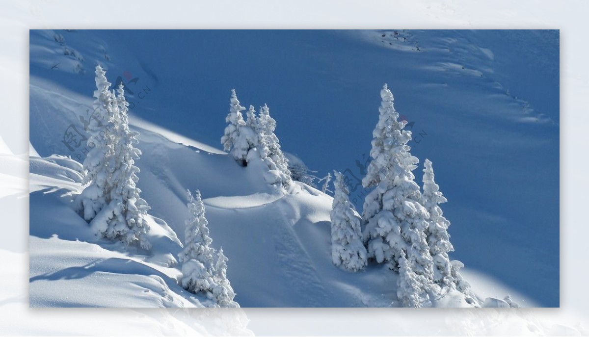 雪松雪地