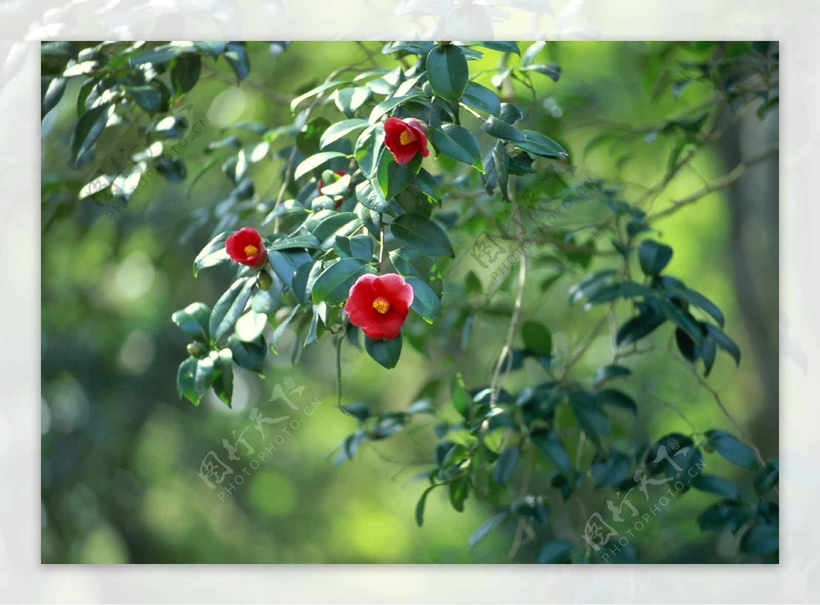 山茶花