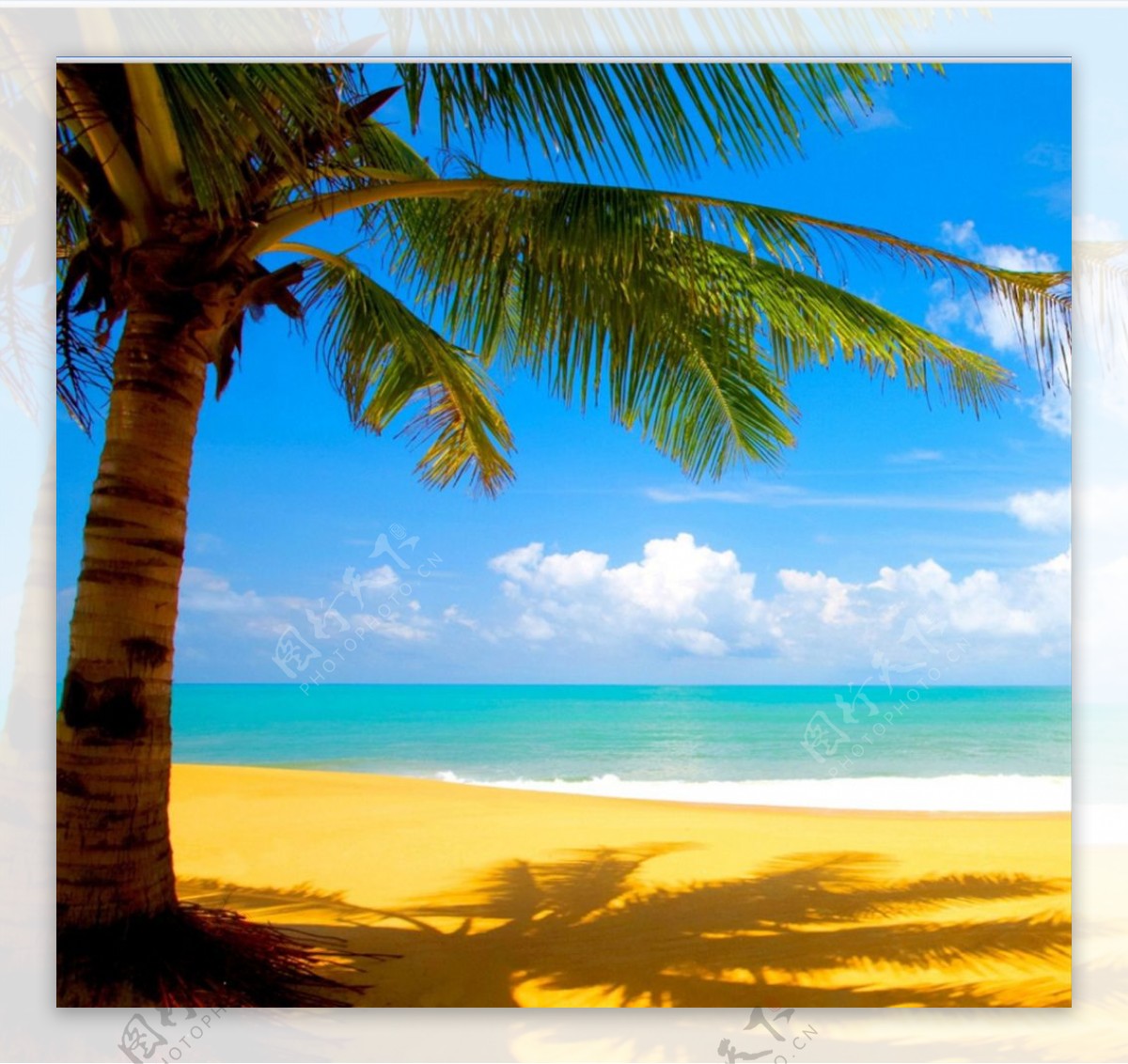 沙滩阳光椰子树