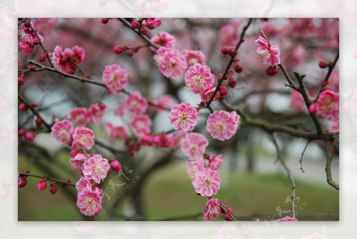 梅花红梅鲜花花植物