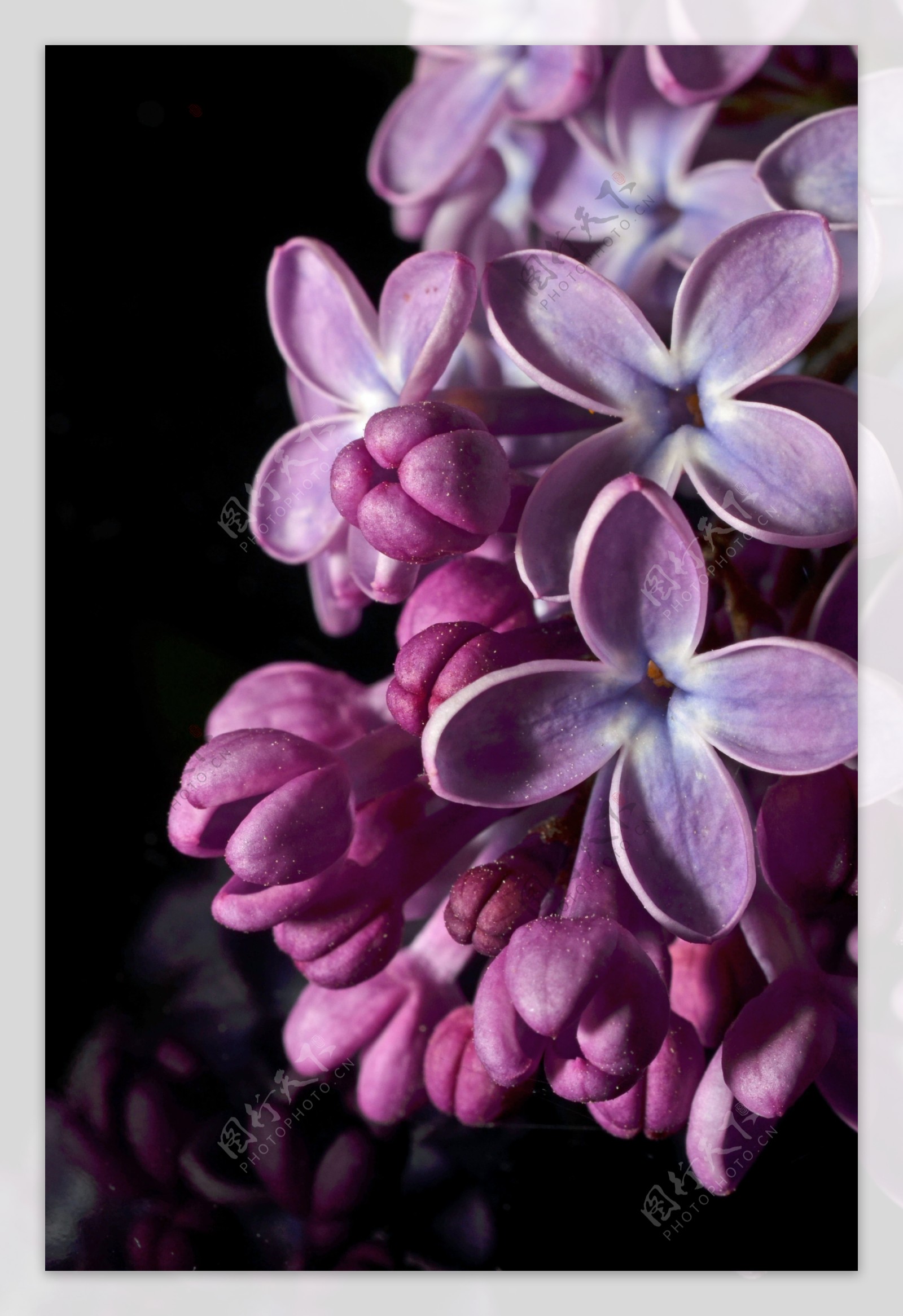 紫色的紫罗兰花朵