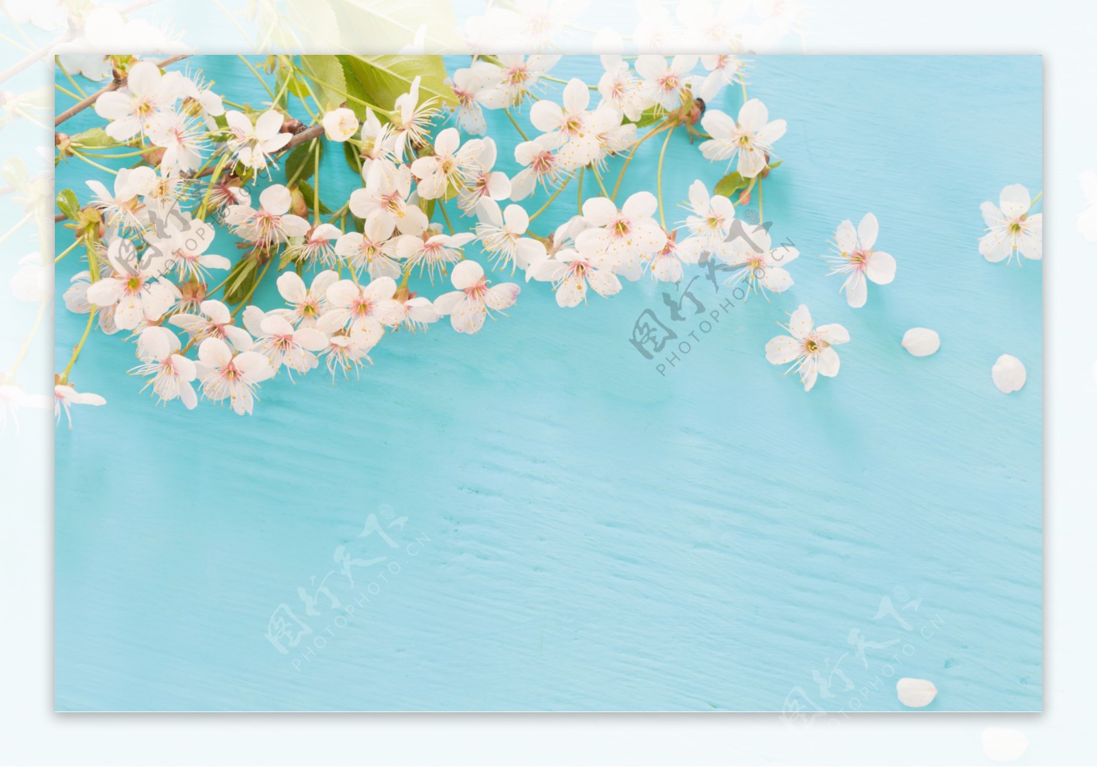 蓝色木纹背景上的樱花