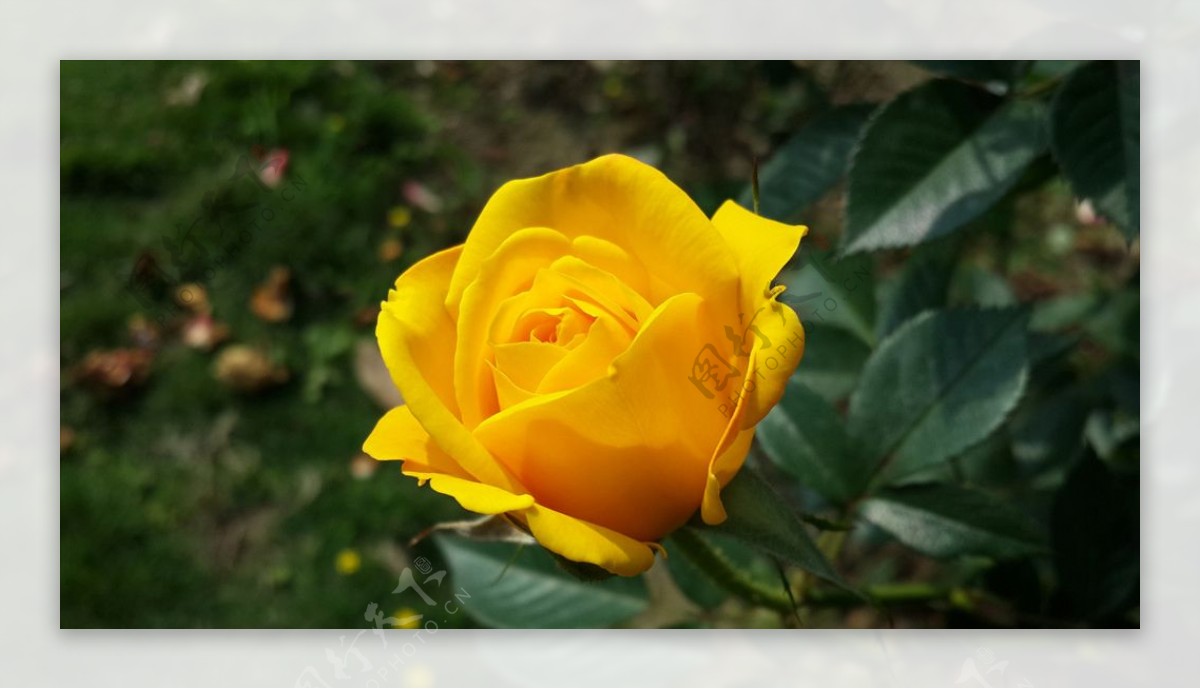 娇艳的黄玫瑰花