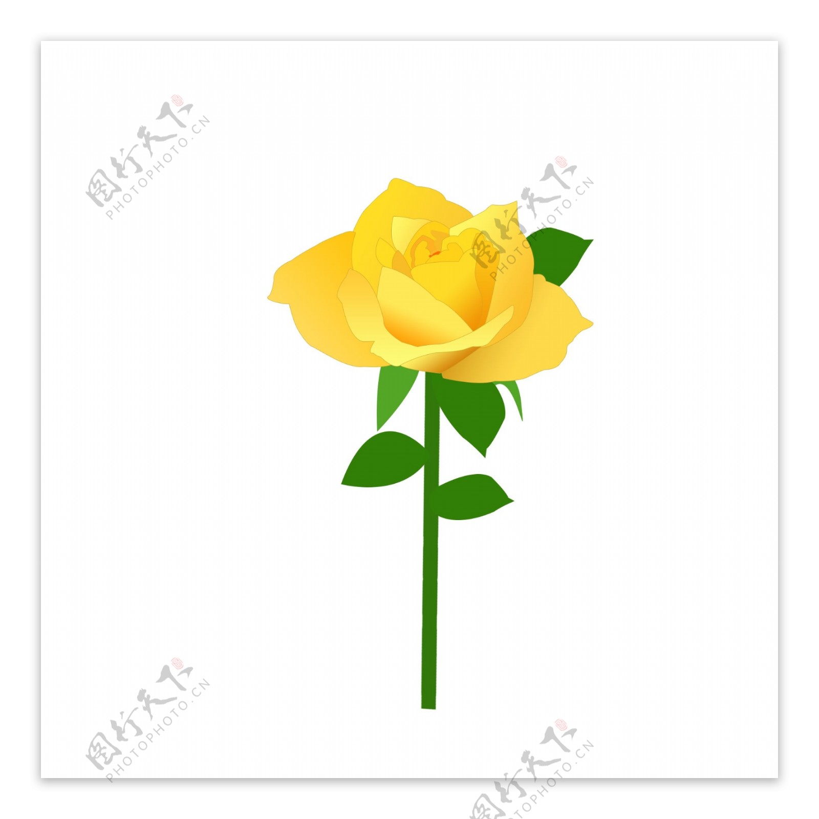 黄色香槟玫瑰玫瑰花元素