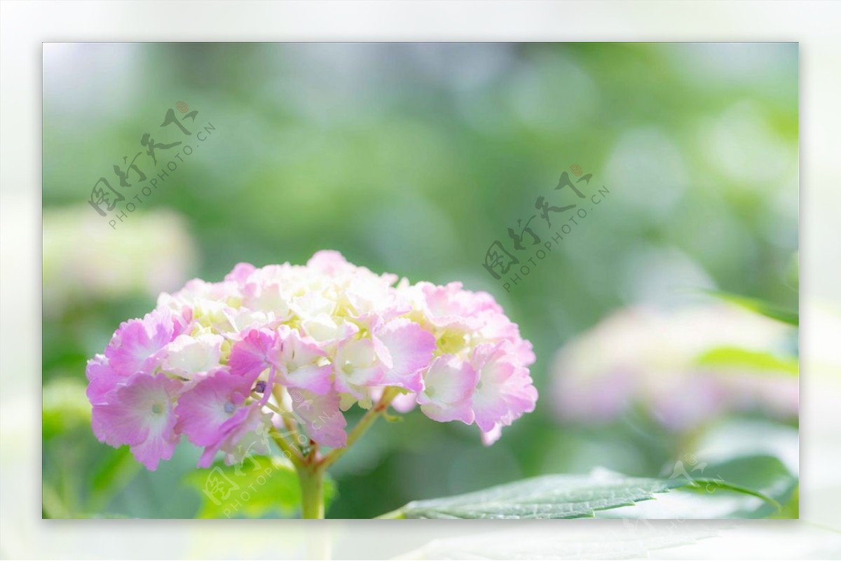 紫阳花花朵