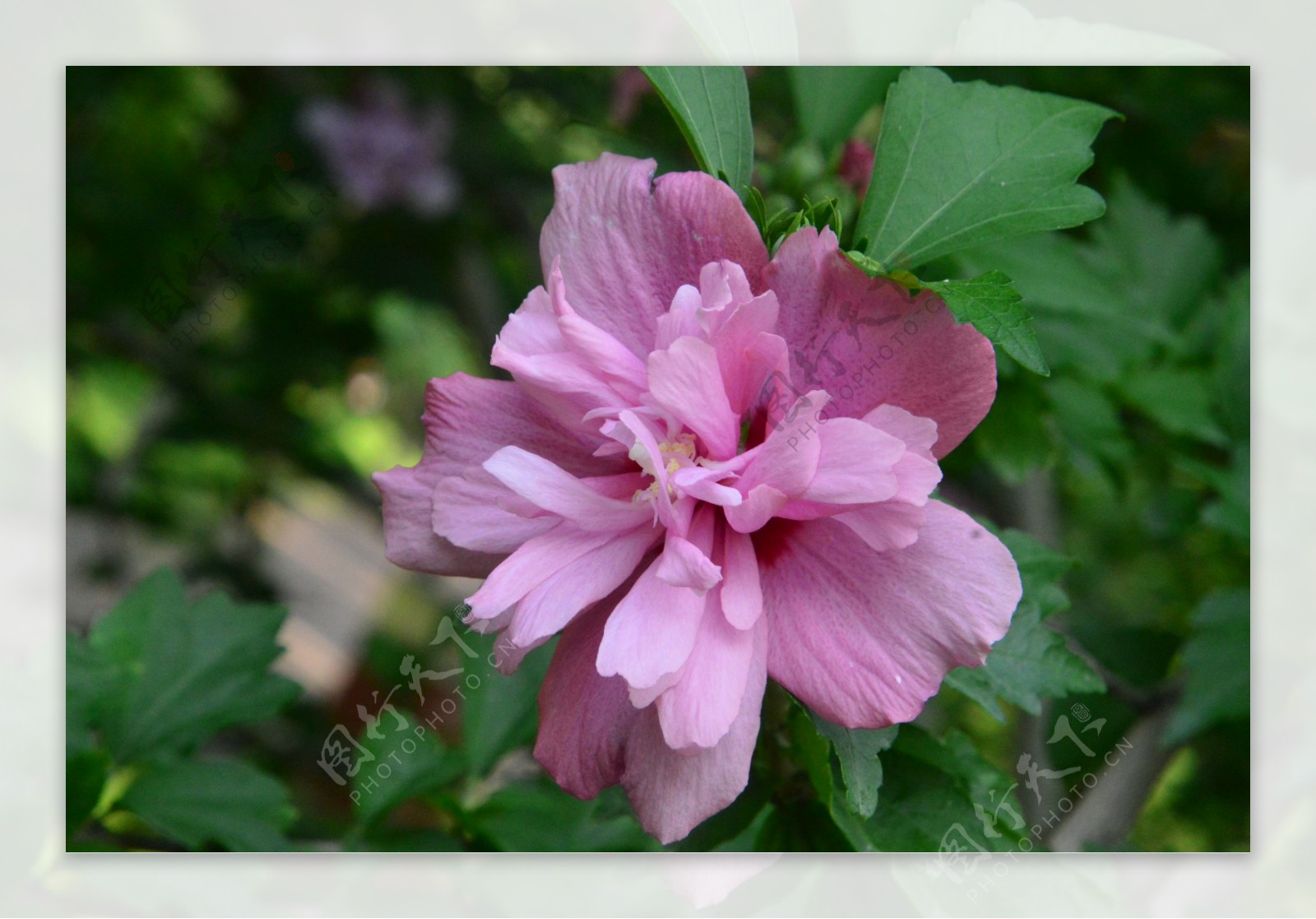 木槿花