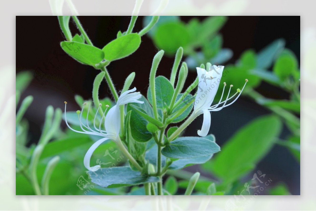 金银花