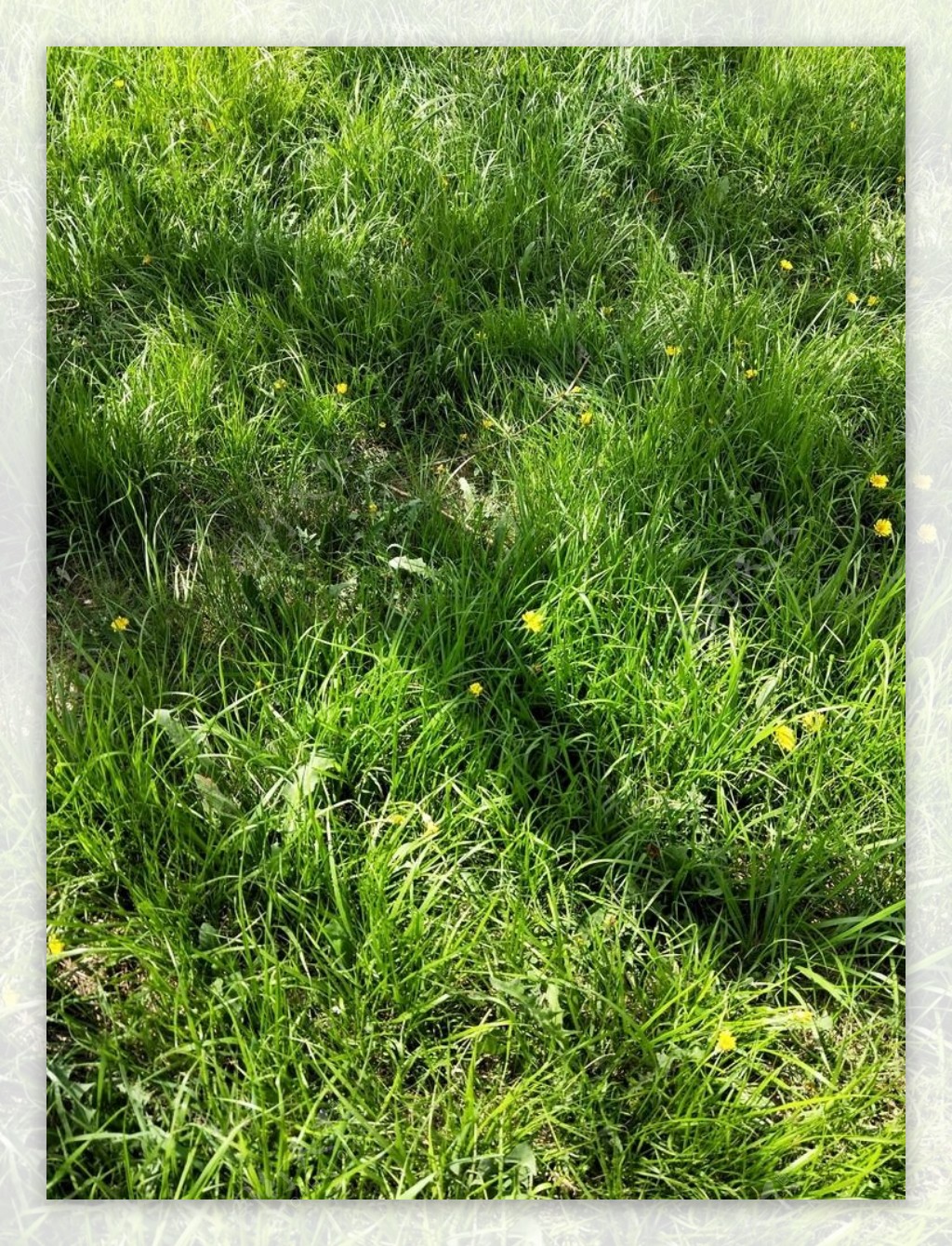 翠绿的草地