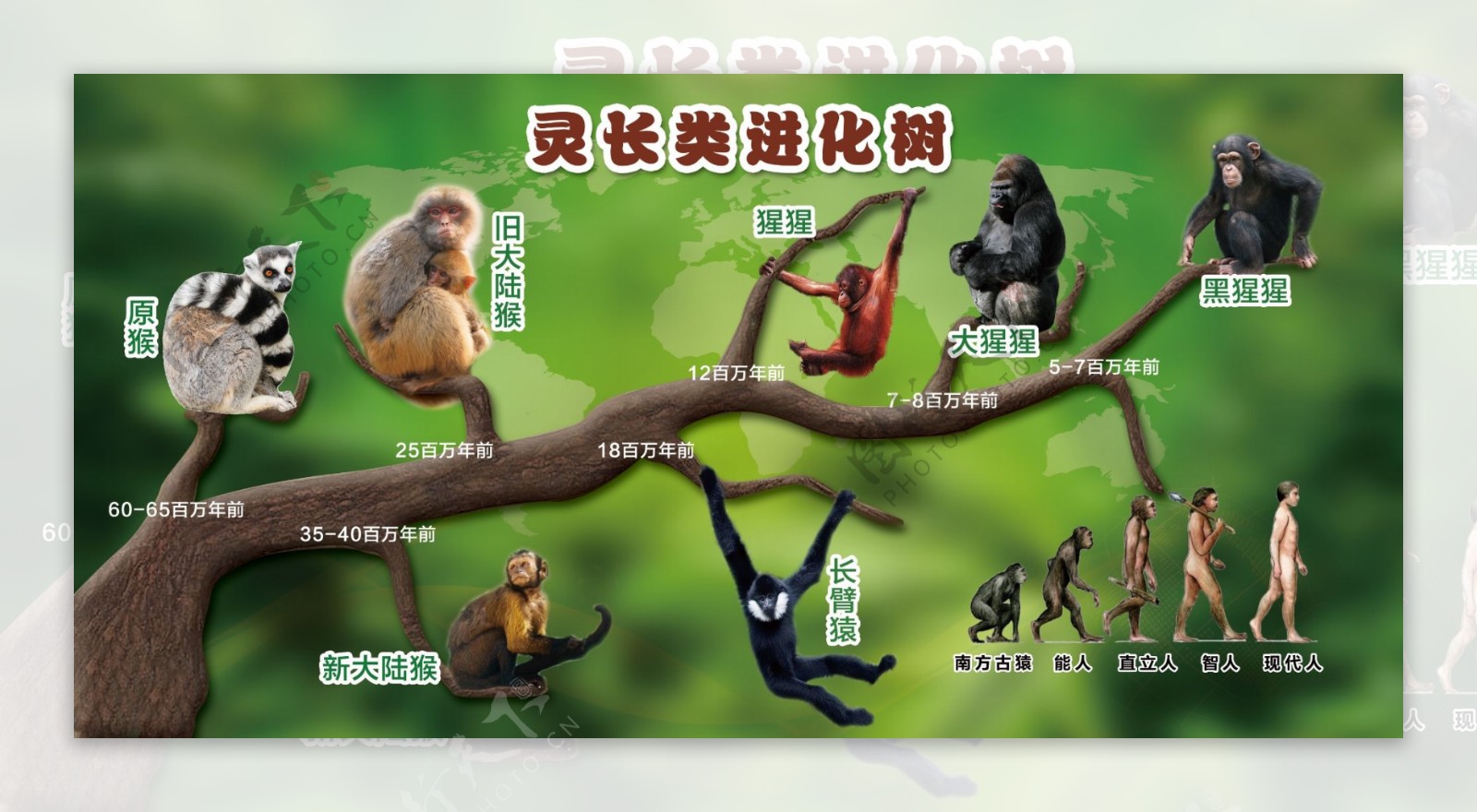 灵长类进化树