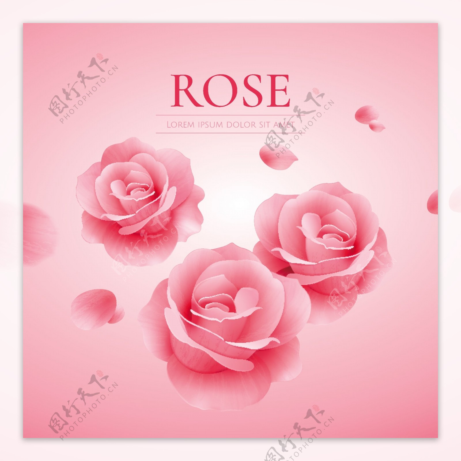 鲜艳粉色玫瑰花图片素材-编号27275205-图行天下
