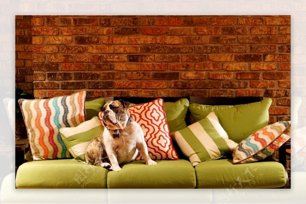 沙发与狗