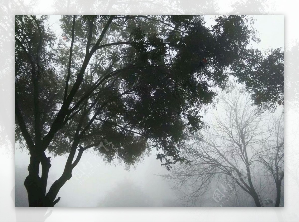 雾林