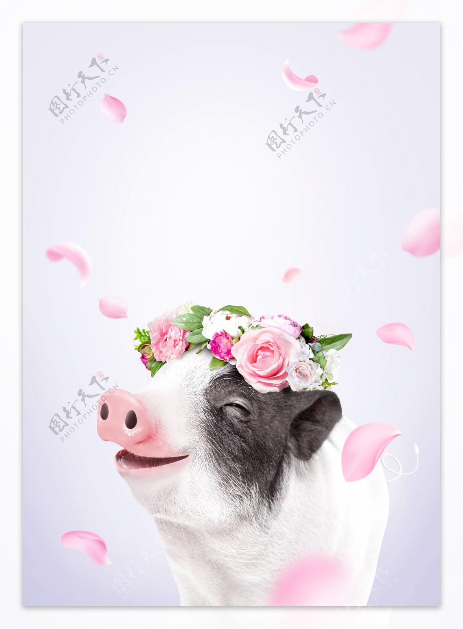 唯美粉色花瓣小猪背景设计