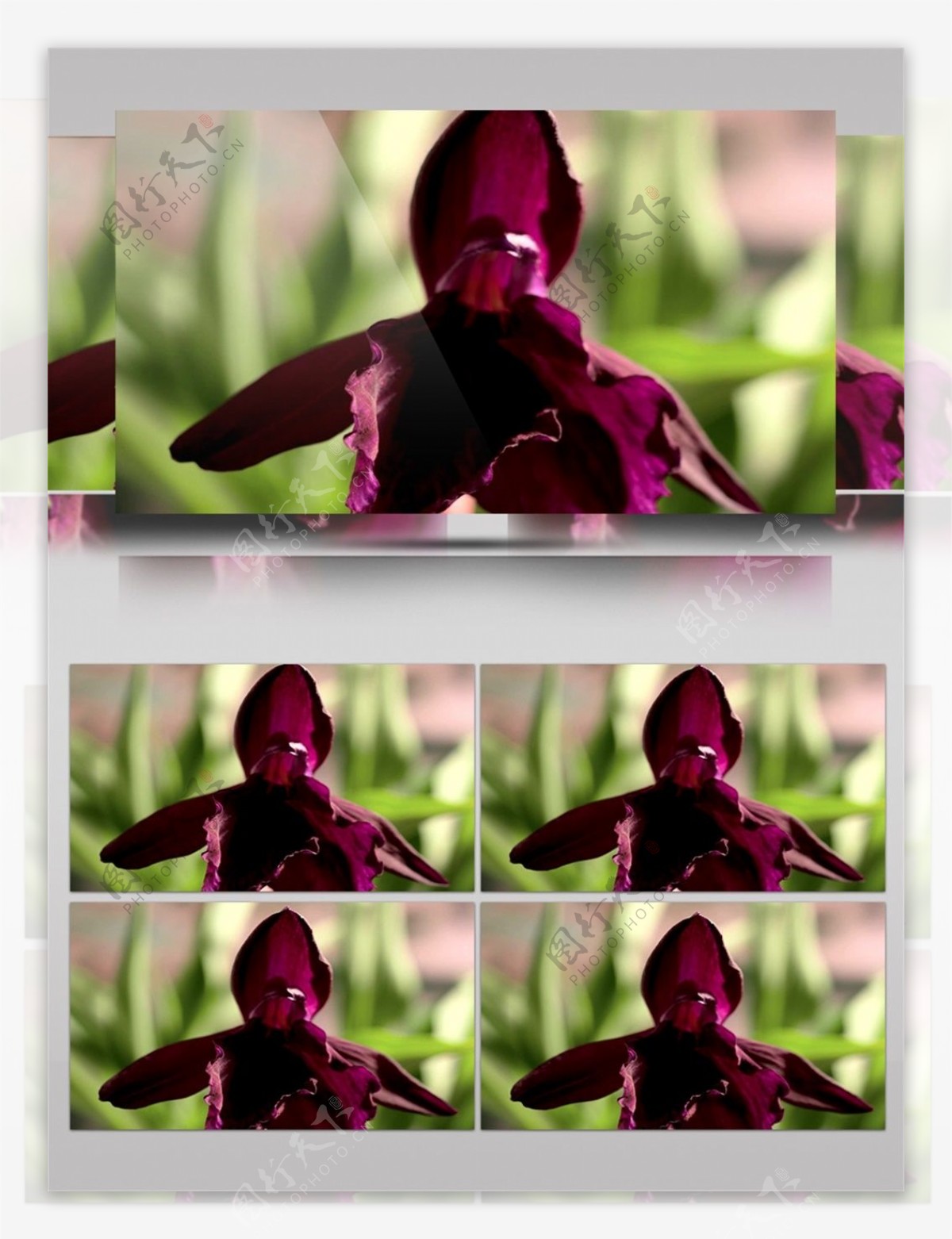 近拍深紫色花卉视频音效