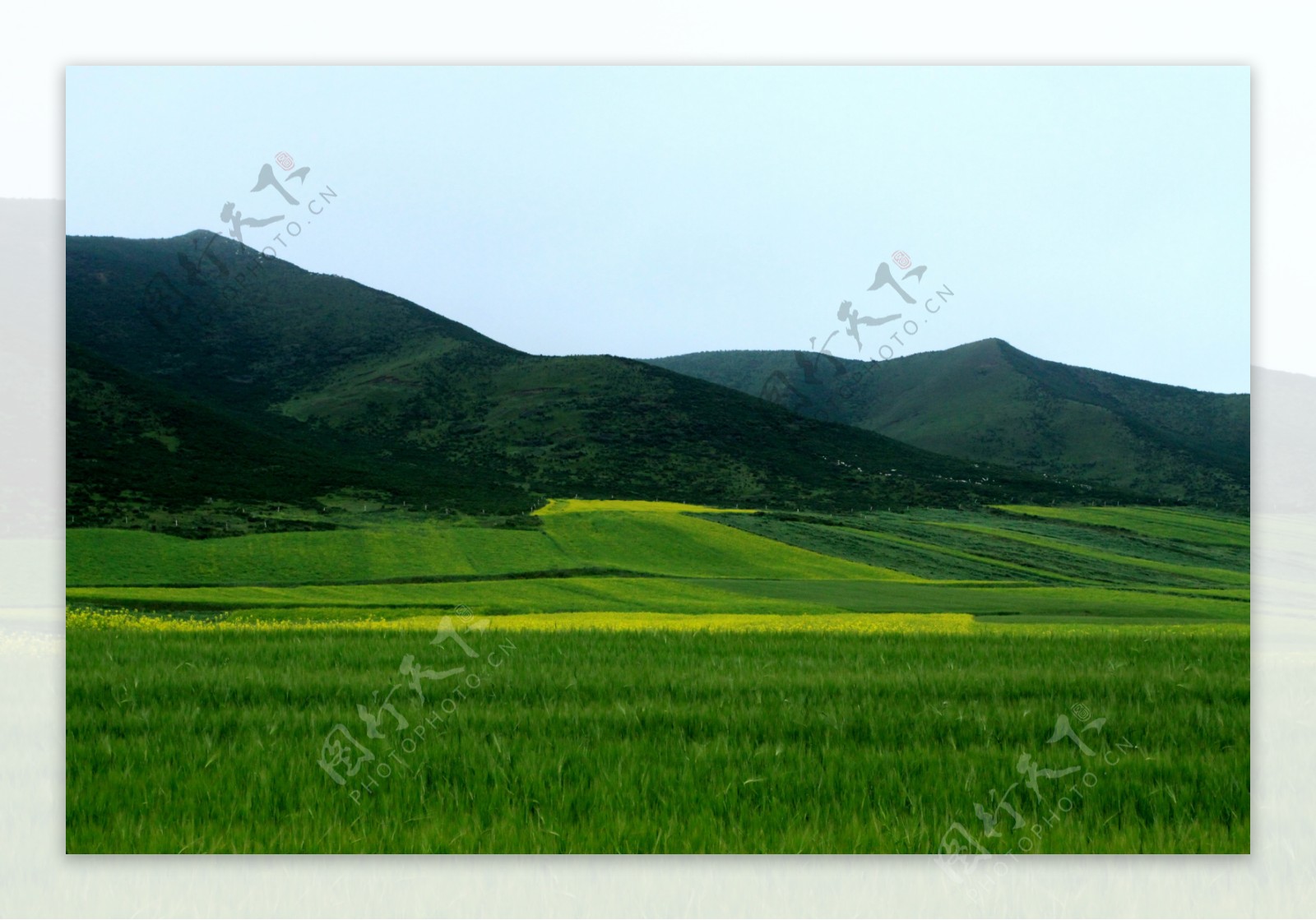 春意麦田