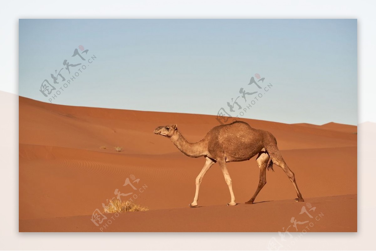 沙漠骆驼高清