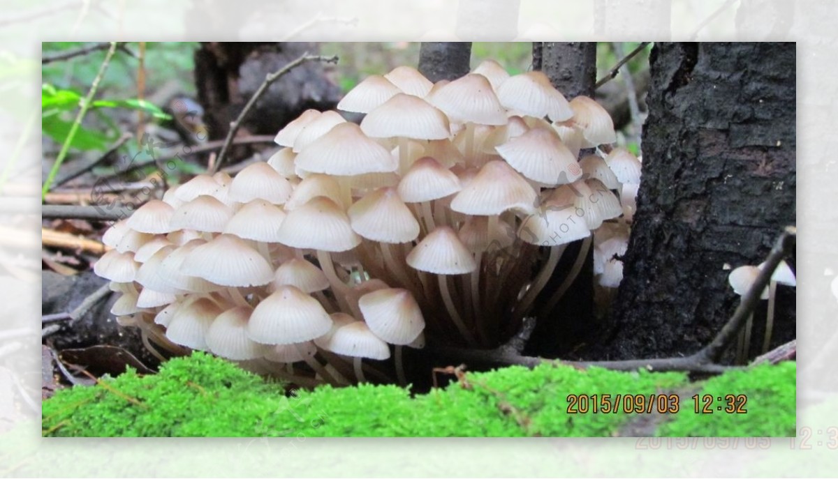 森林蘑菇合成素材青苔
