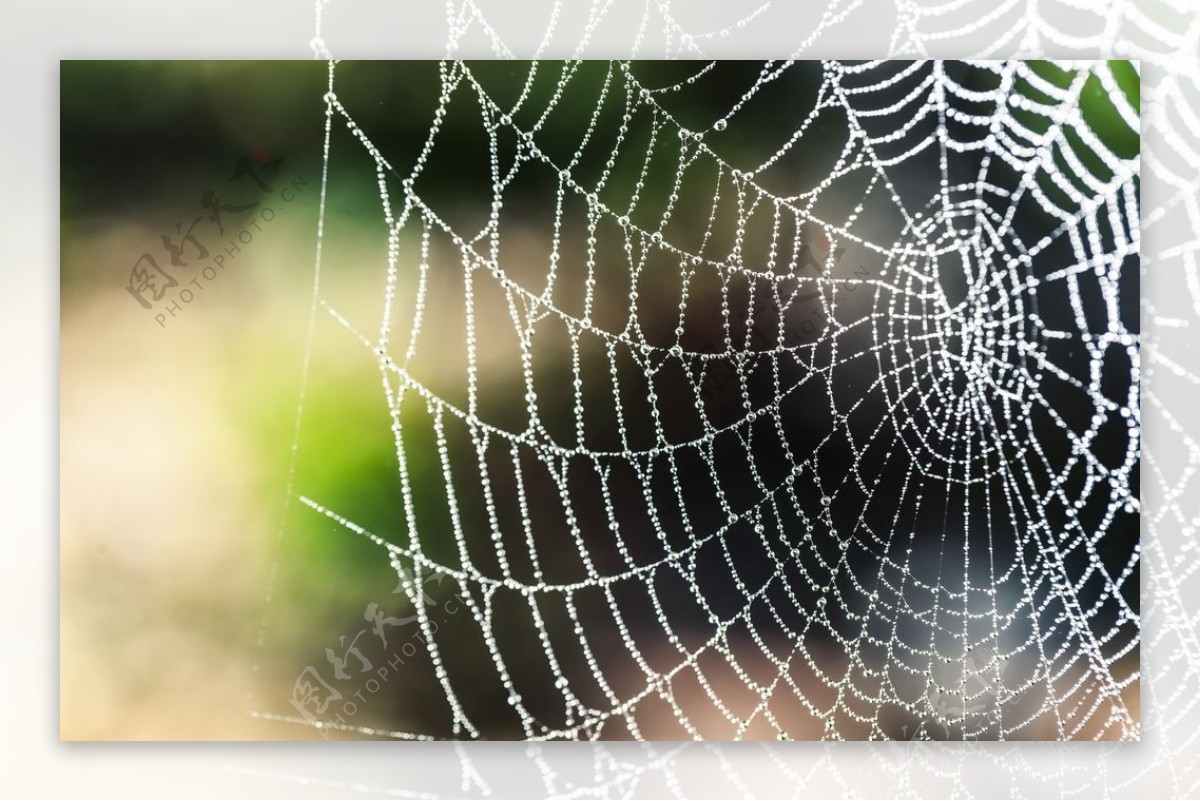 蜘蛛网图片素材-编号13620112-图行天下