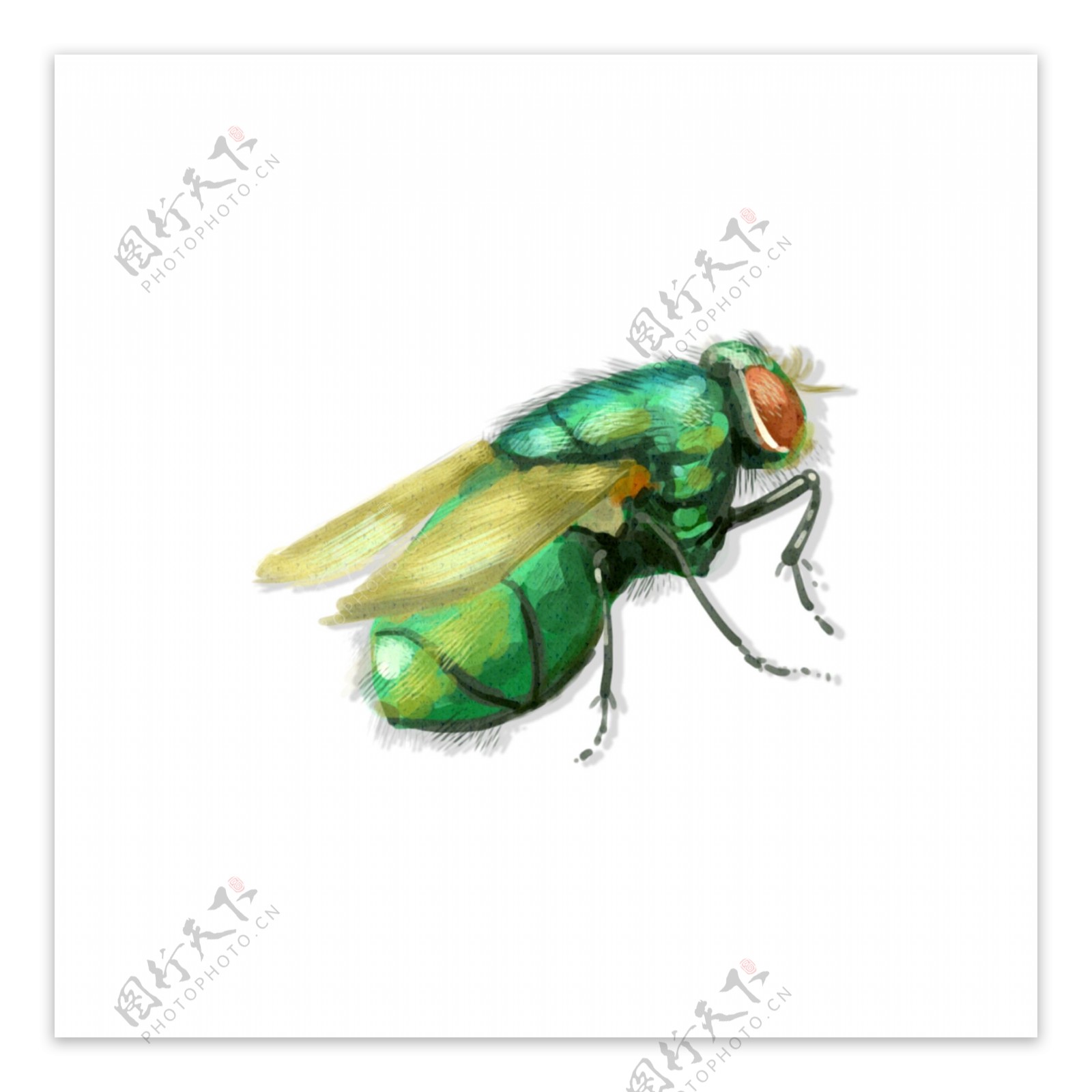 手绘中国昆虫风苍蝇飞行虫子动物透明底素材