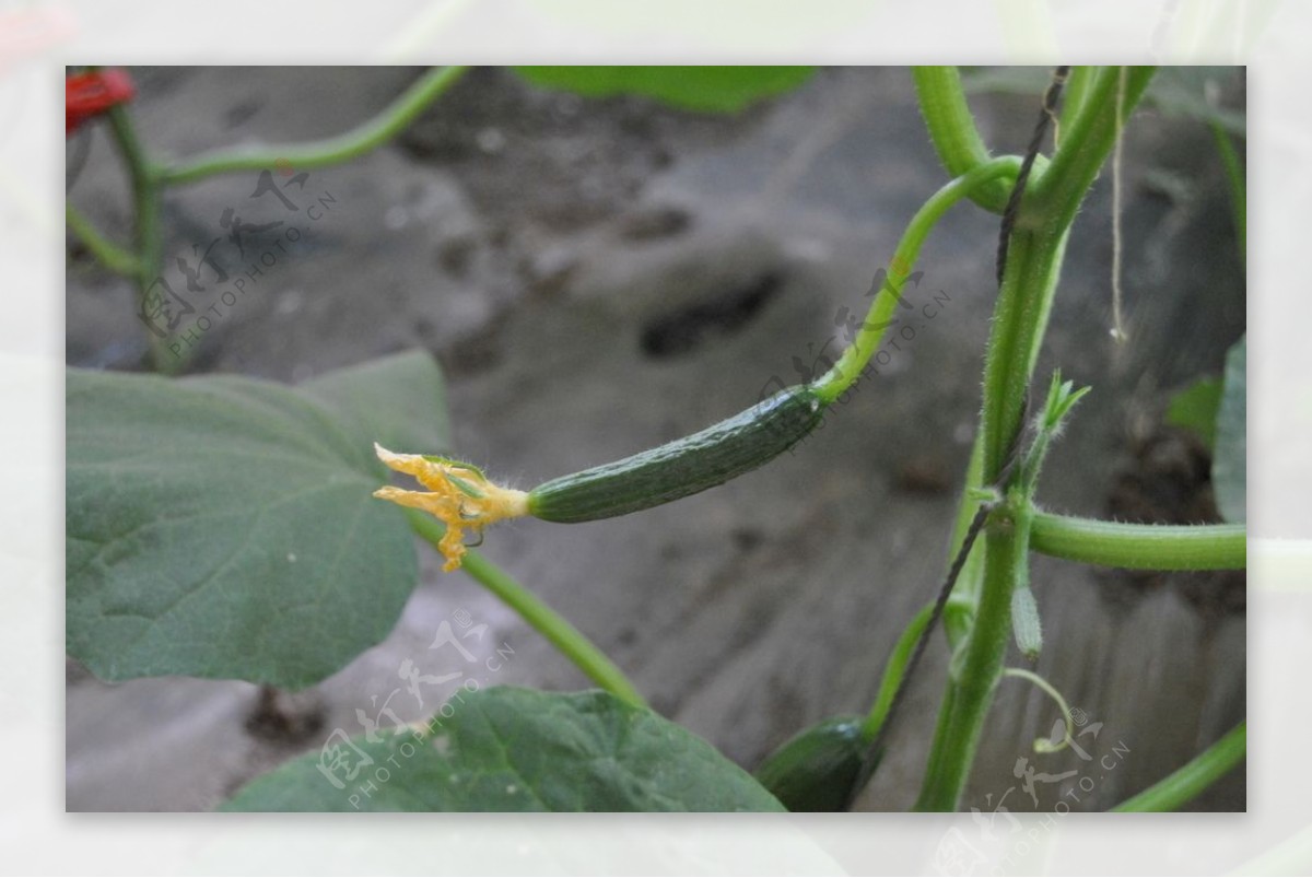 幼黄瓜在花园里生长特写 库存照片. 图片 包括有 新鲜, 绽放, 生长, 农夫, 耕种, 酥脆, 食物 - 226680180