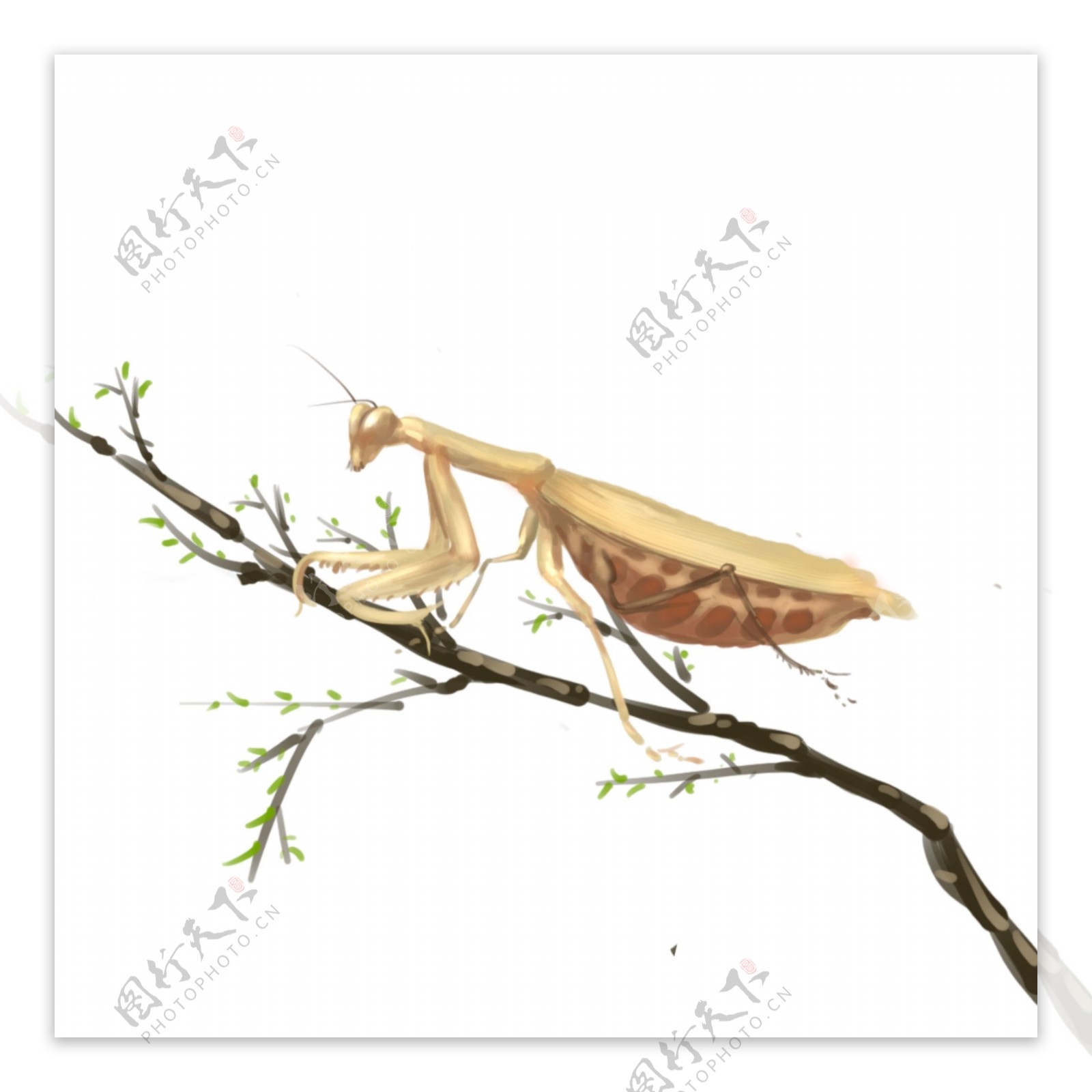 手绘中国风螳螂树枝昆虫透明底可商用素材