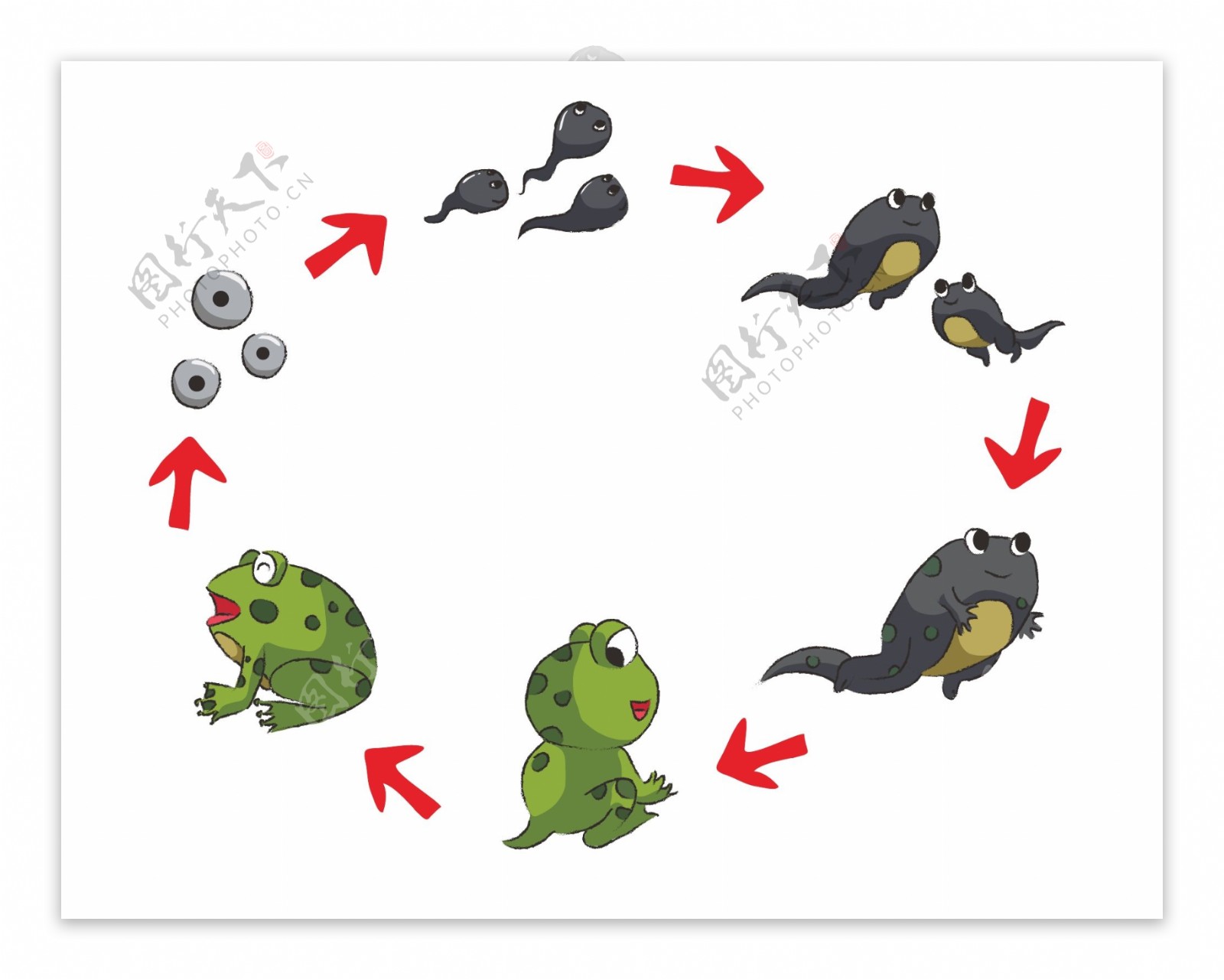 小蝌蚪的样子,卡通图片,进化(第2页)_大山谷图库
