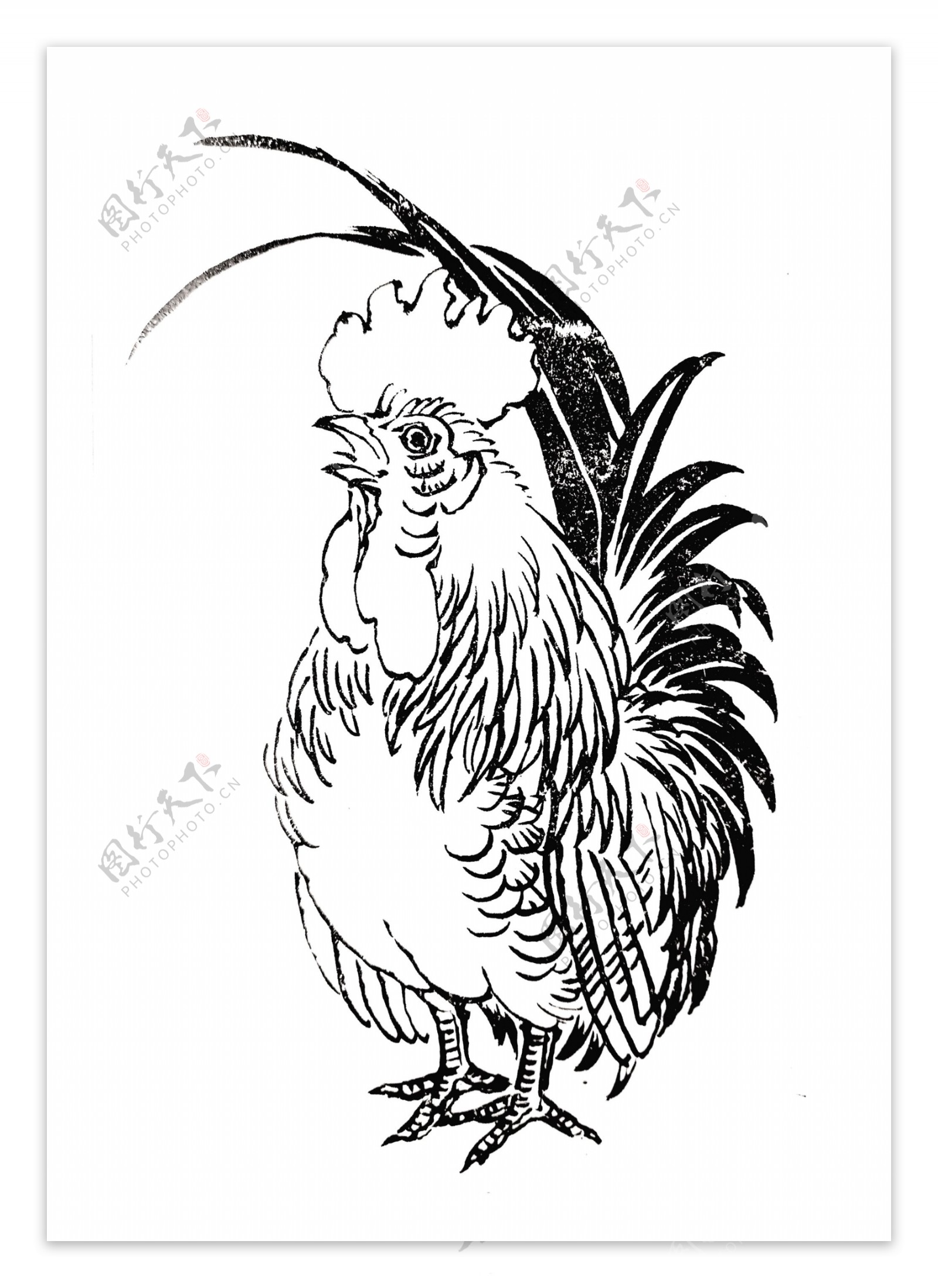 Chicken Vector Illustration Farm Hen Vintage Sketch Stock Illustration ...