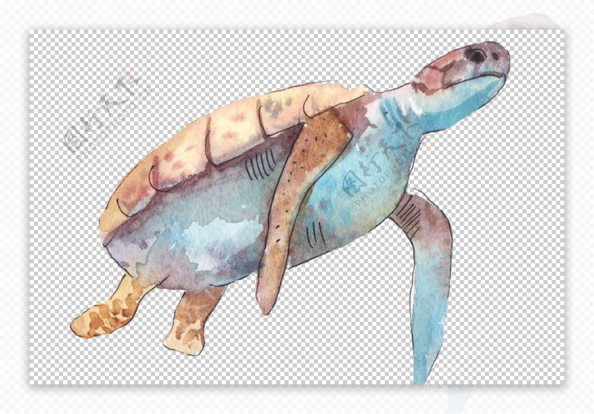 蓝色手绘海龟图案