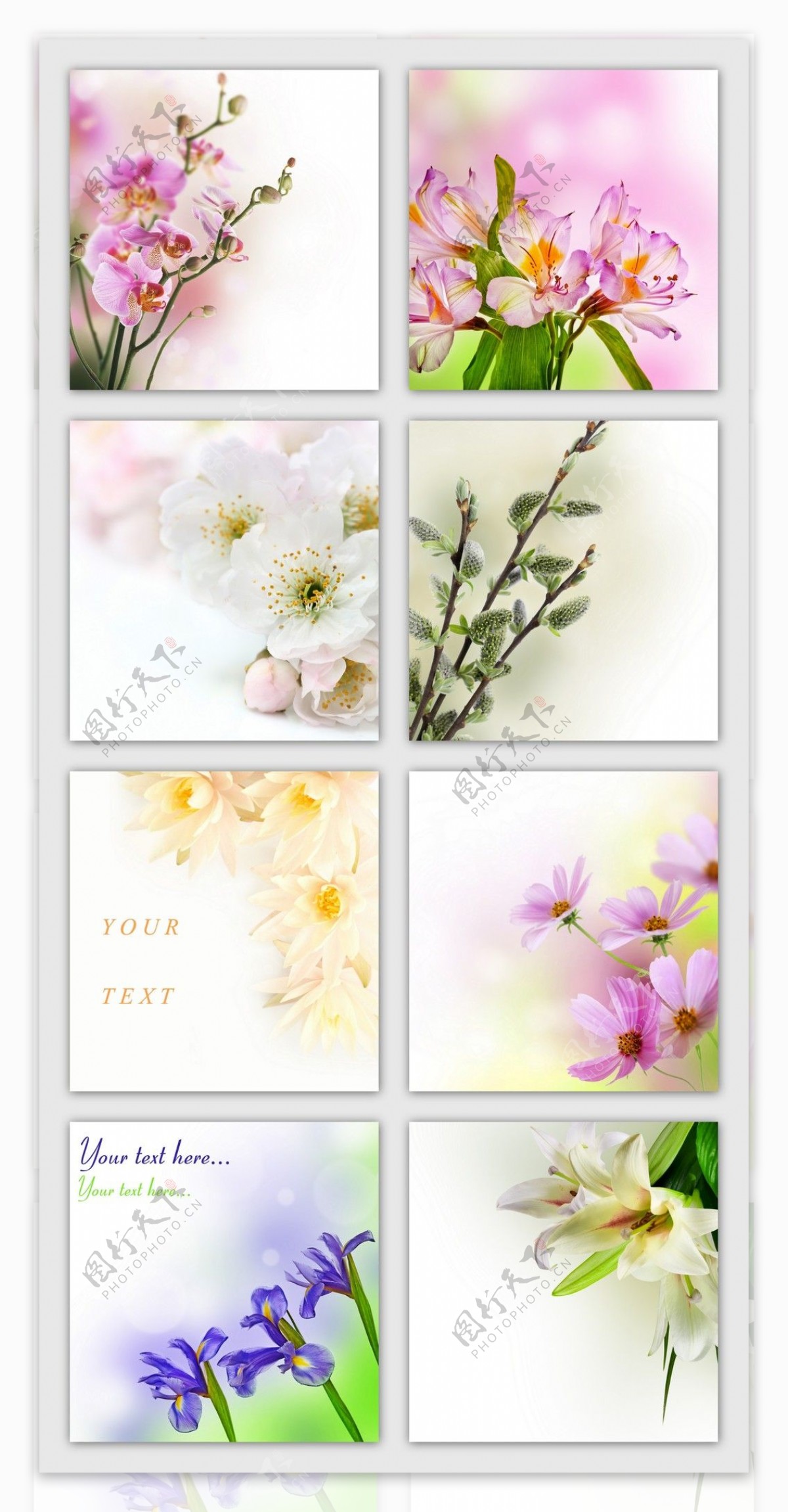 高清水彩花卉大集合常用背景设计素材