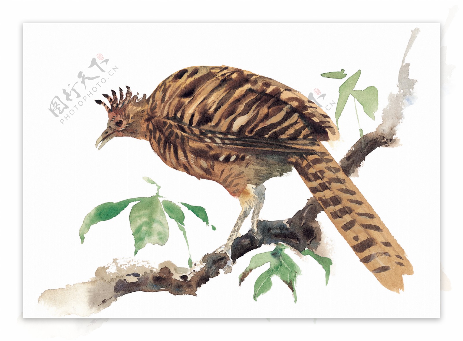 彩绘鸟类飞禽素材收集绘画五颜六色各类鸟
