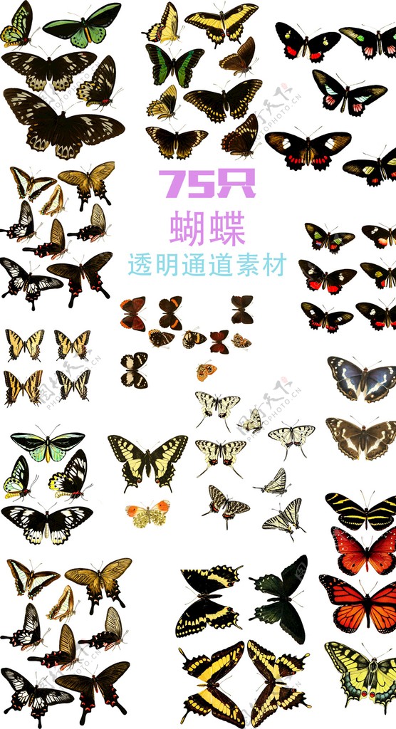 75只蝴蝶通道素材