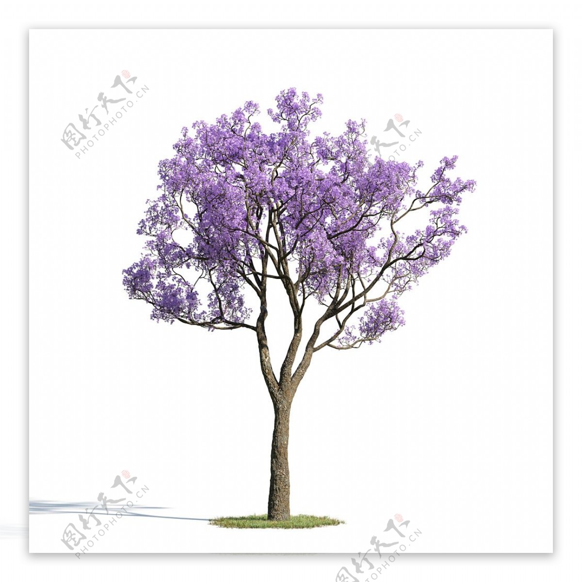 紫色树模型下载
