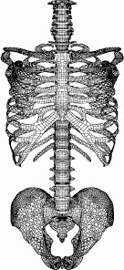 动画三维肋骨脊椎盆骨组合模型