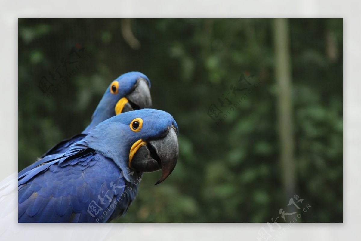 Blue and gold Macaw HD wallpaper | Wallpaper Flare