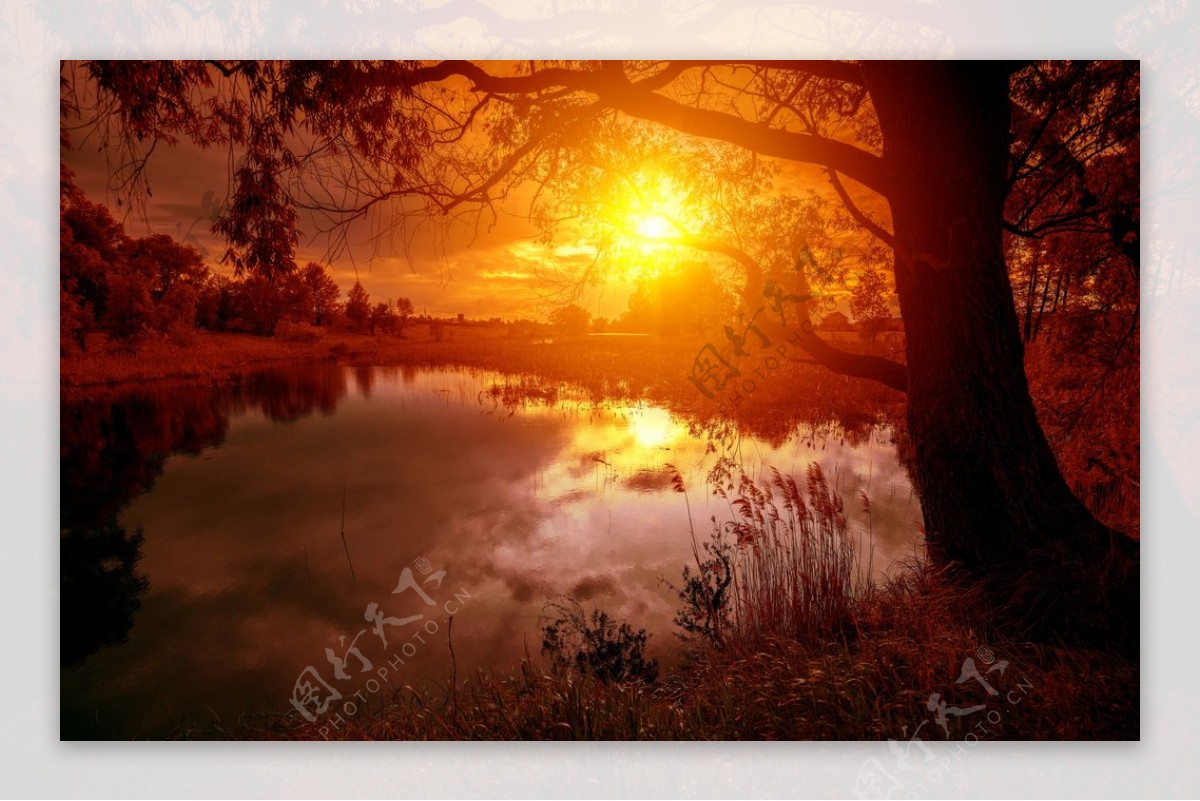 阳光夕阳树湖水