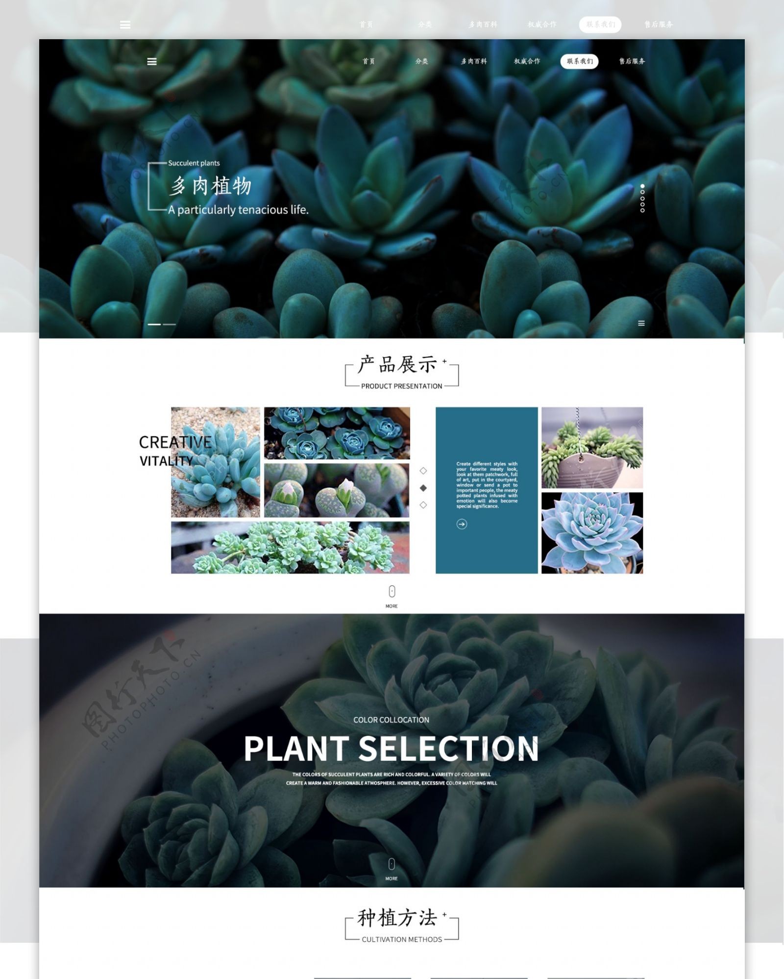 多肉植物网页设计