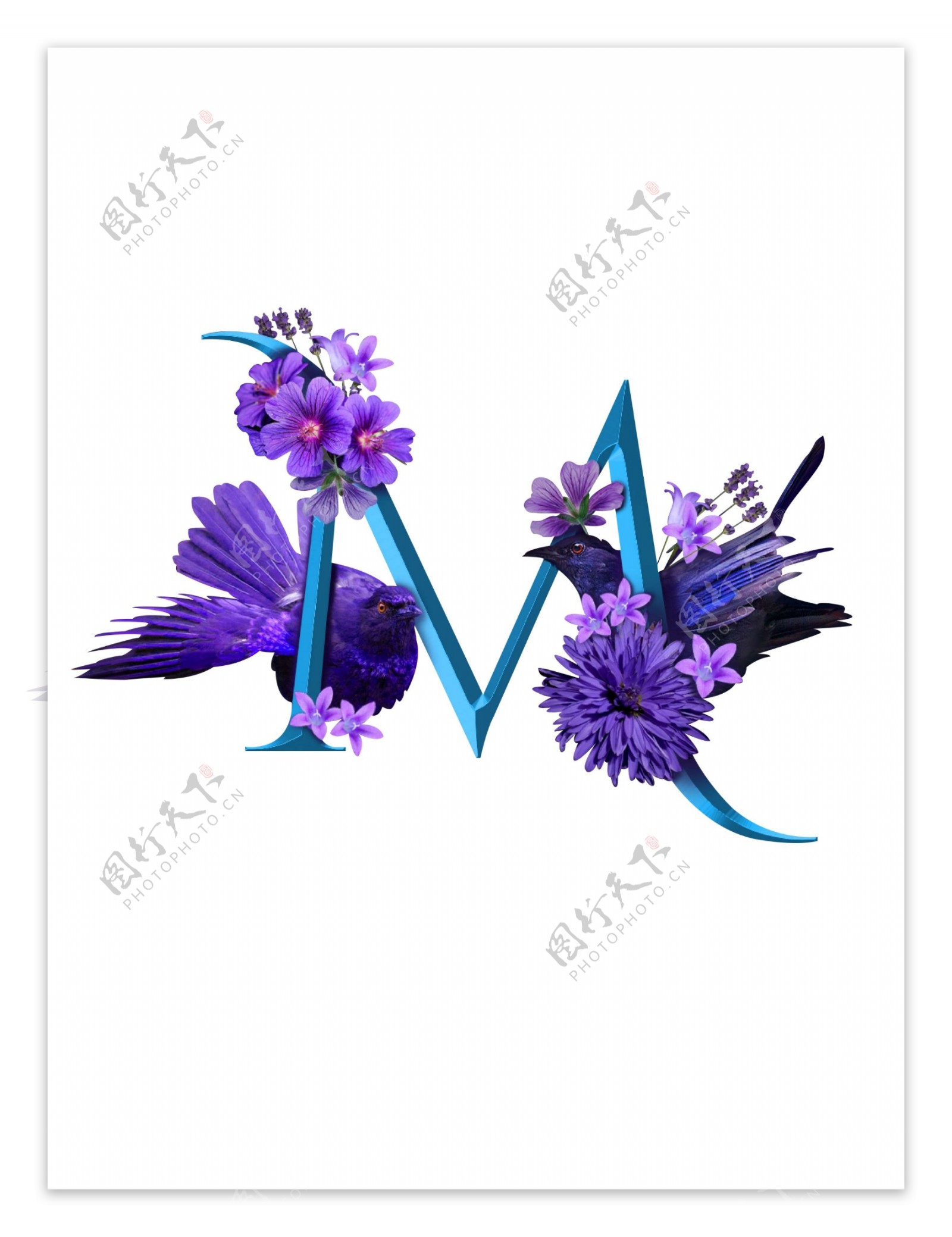 字母字母M花鸟紫色
