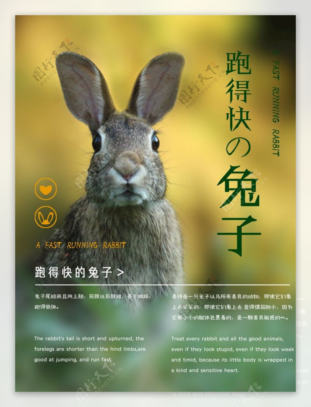 清新励志兔子海报