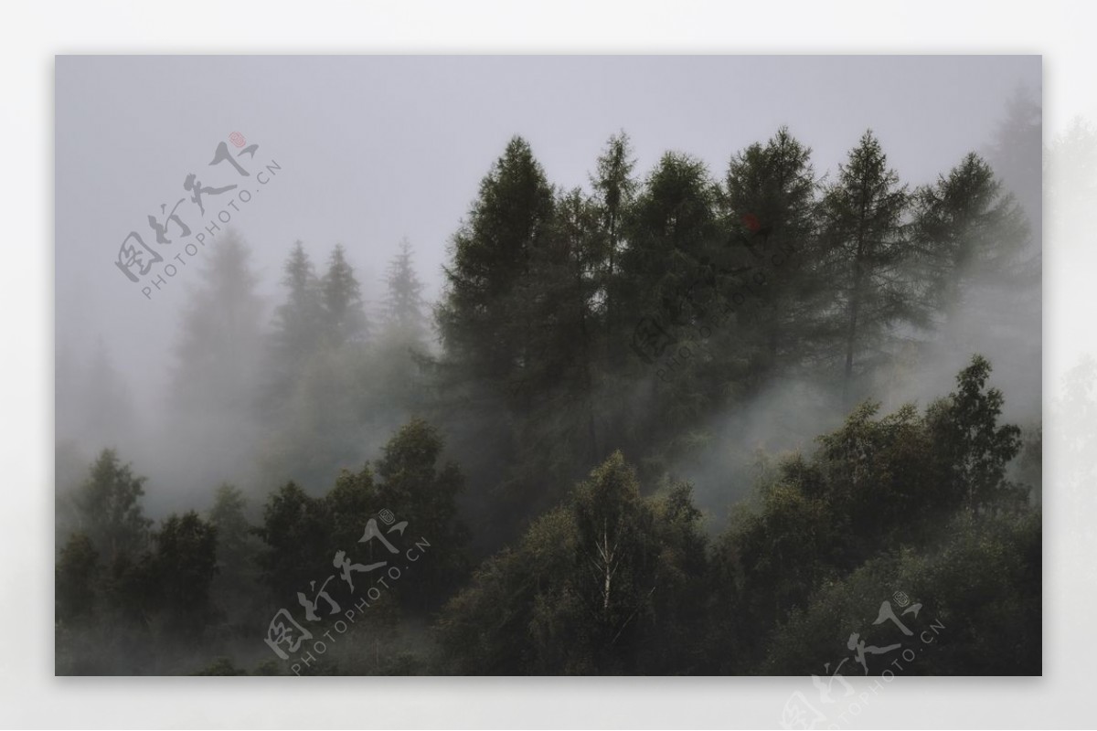 云雾笼罩的树林