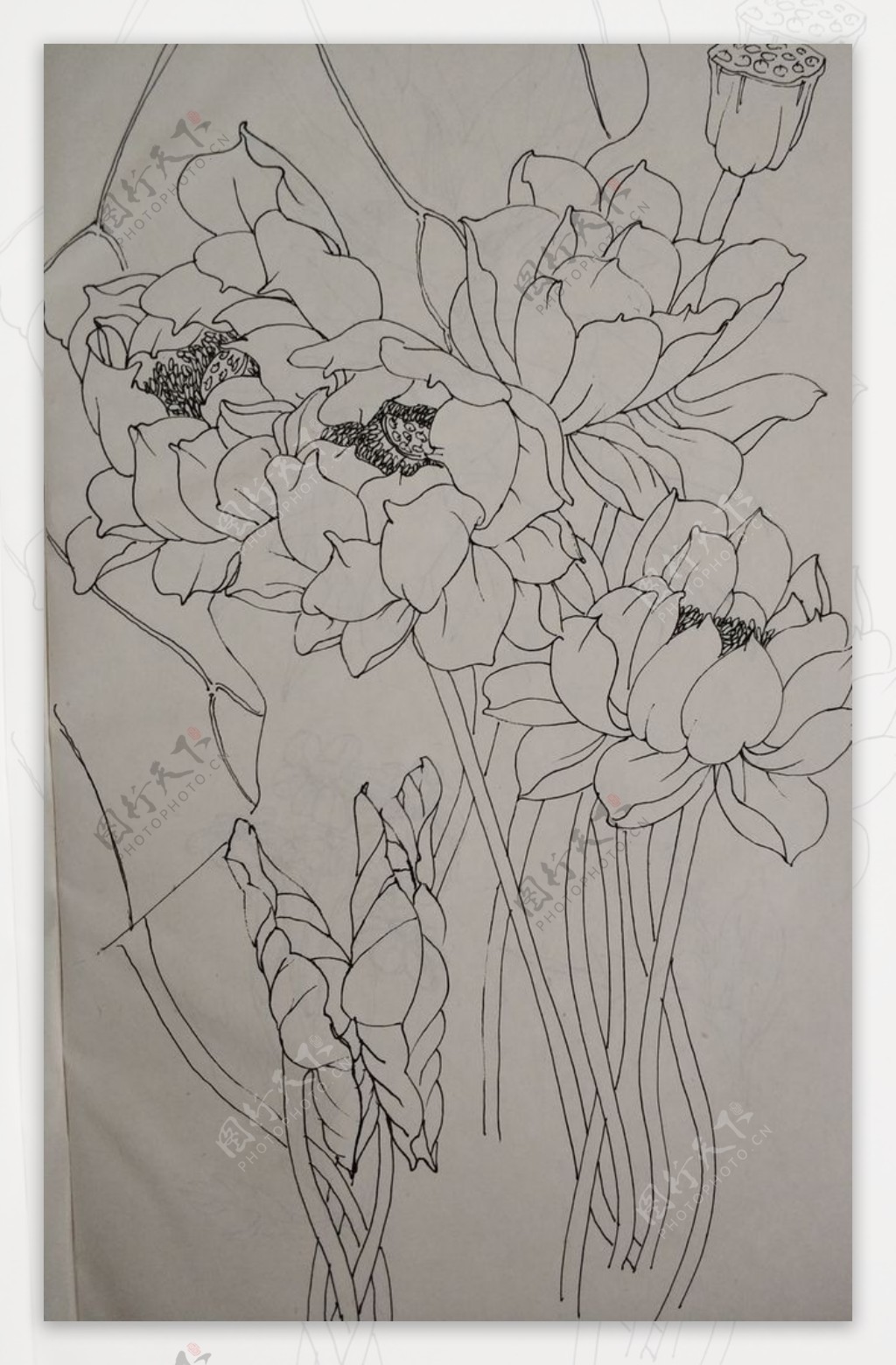 花卉线描小稿
