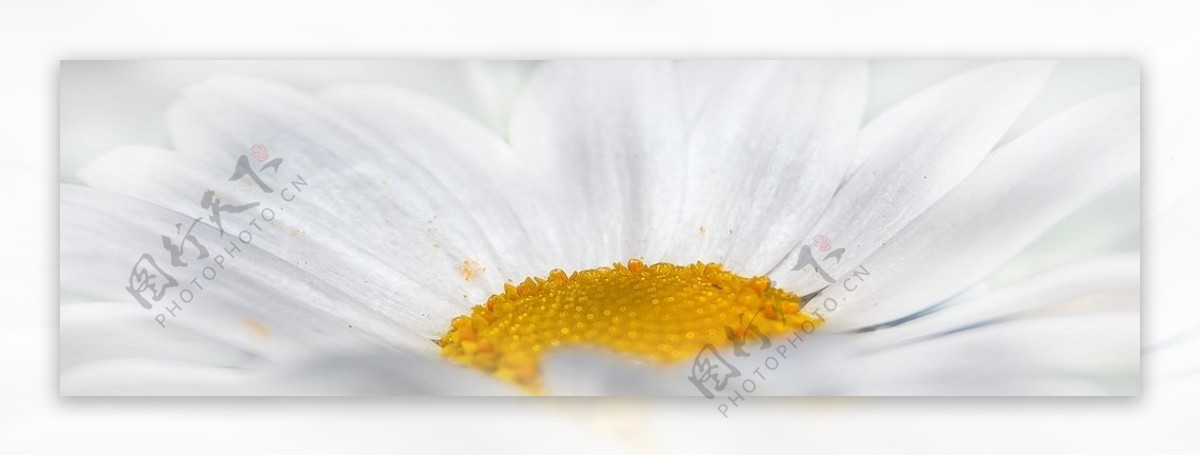 白色雏菊花的近景摄影