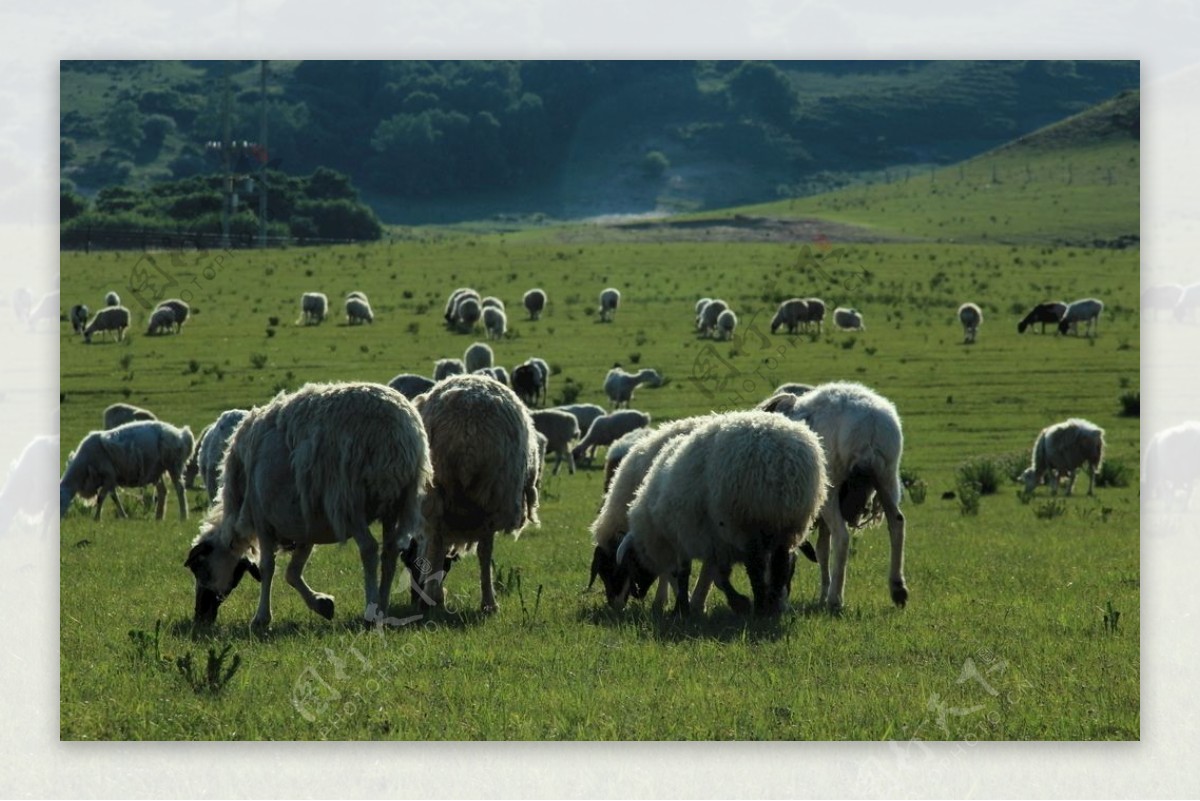 草原蒙古包羊群