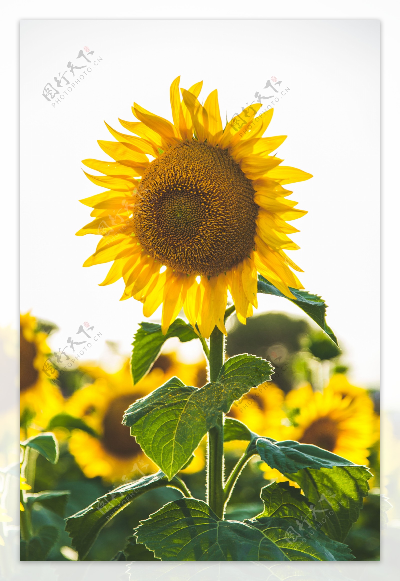 盛开的太阳花