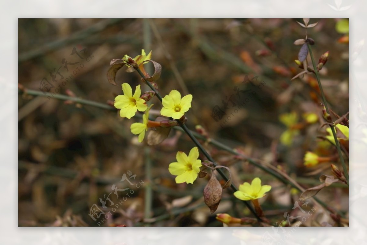 迎春花